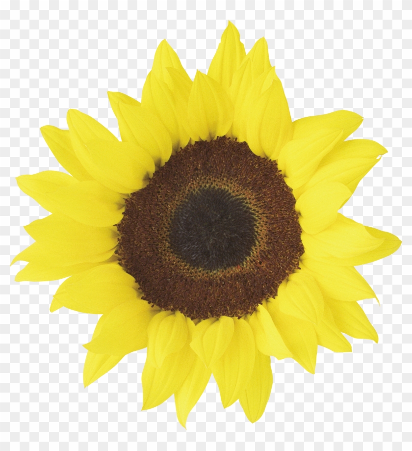 Shape Sunflower Png Image - Sunflowers Images Free Download Clipart