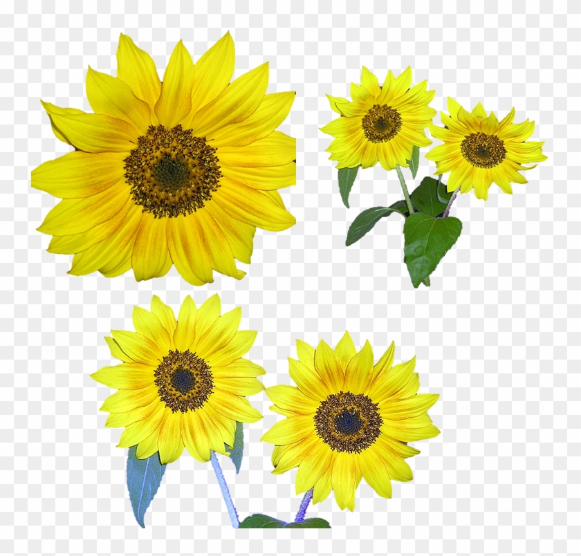 Sunflower Flower Free Png Transparent Images Free Download - Sunflower Clipart #3019788