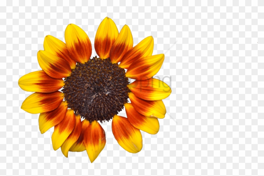 Free Png Download Sunflower Png Tumblr Png Images Background - Sunflower Clipart