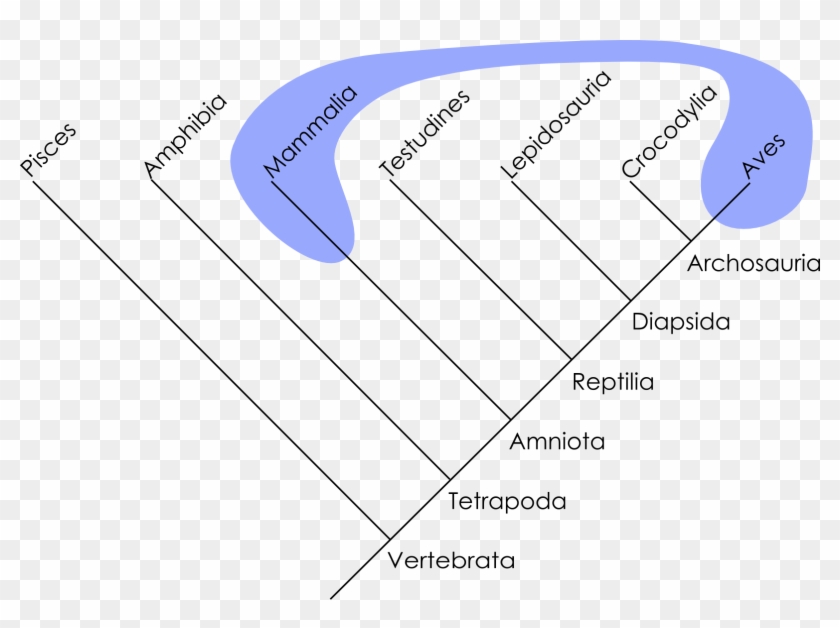 Polyphyletic Mammals Birds - Polyphyletic Group Clipart