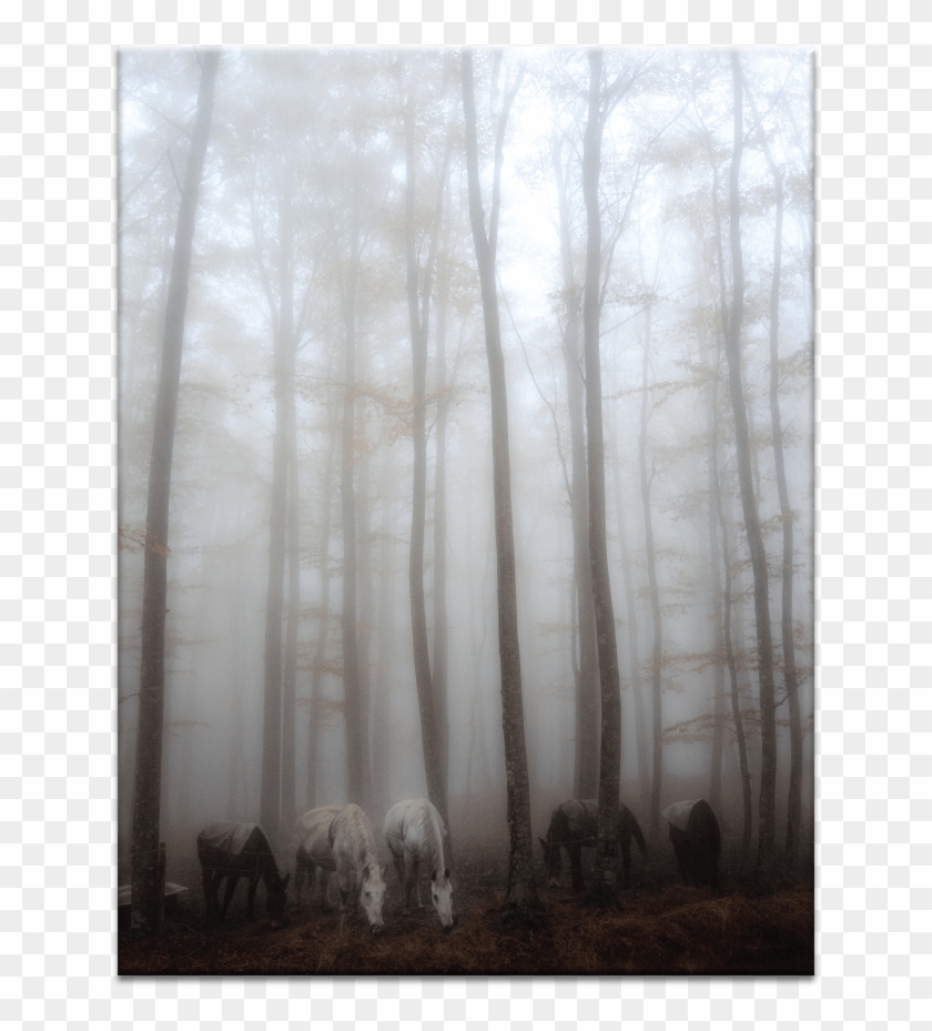 Fog - Woodland Clipart