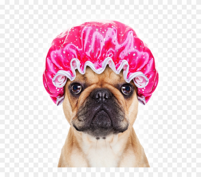 Doggie Avenue First- Class Dog Grooming And Specialty - Dog Grooming Clipart