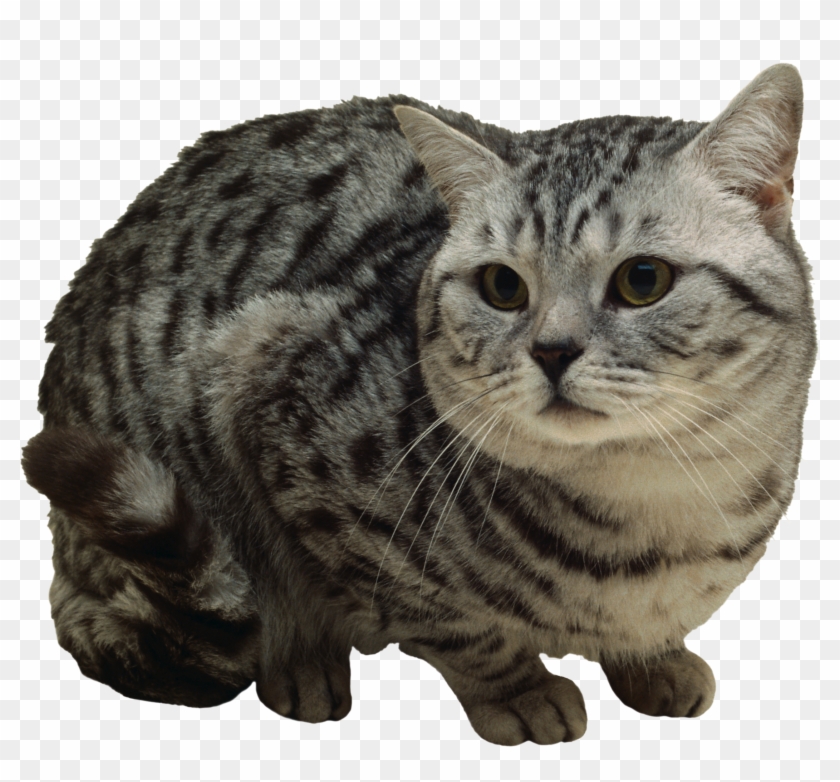 Download Cat Png Image With Transparent Background - Asian Clipart