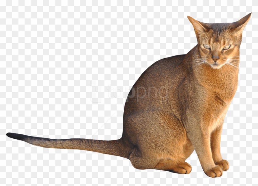 Free Png Download Sitting Cat Png Images Background - Sitting Cat No Background Clipart #3022051