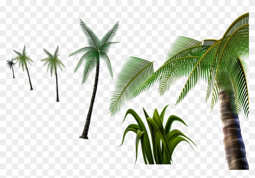3d Palm Tree Png - Attalea Speciosa Clipart