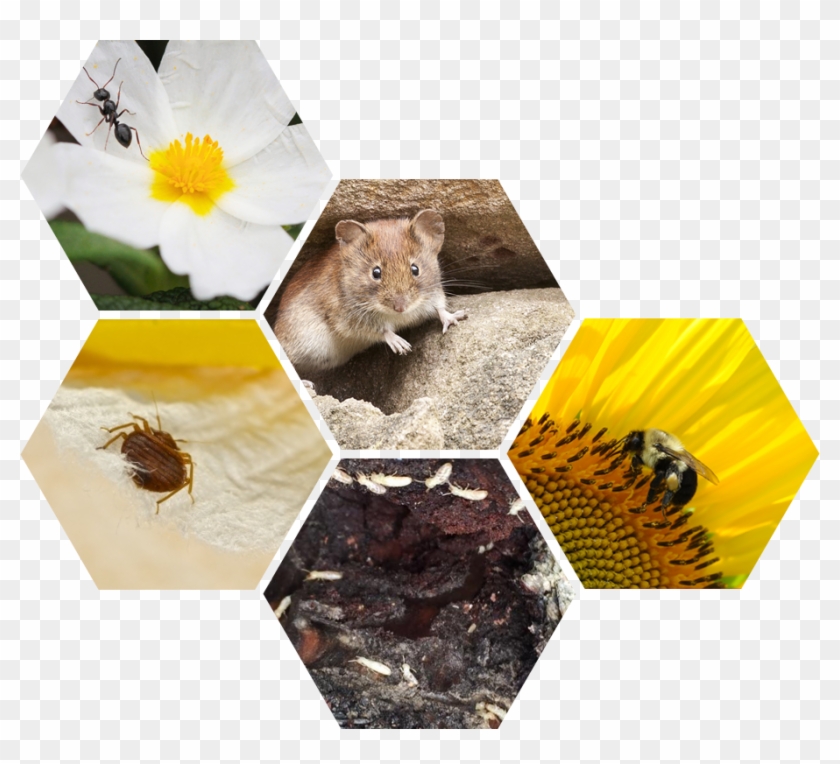 Bugs B Gone Pest Control - Camomile Clipart