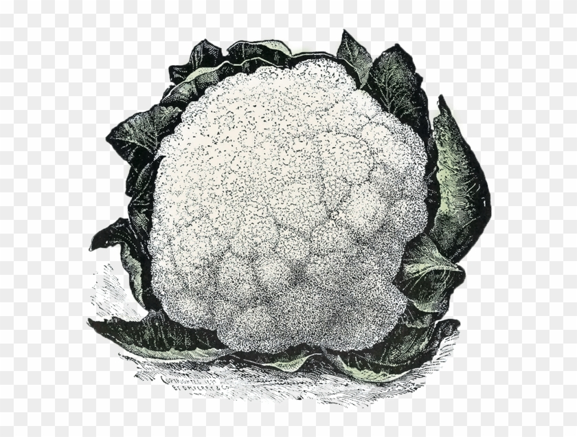 Bring On The Brassicas - Illustration Clipart