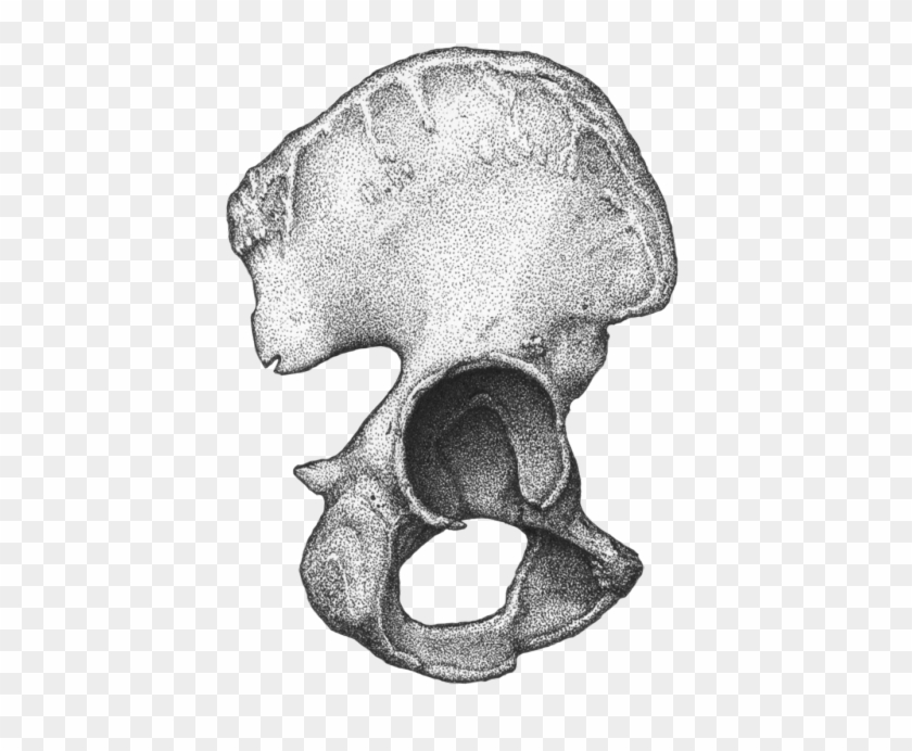 Archaeological Illustration Tumblr Male Innominate - Bone Clipart #3024276