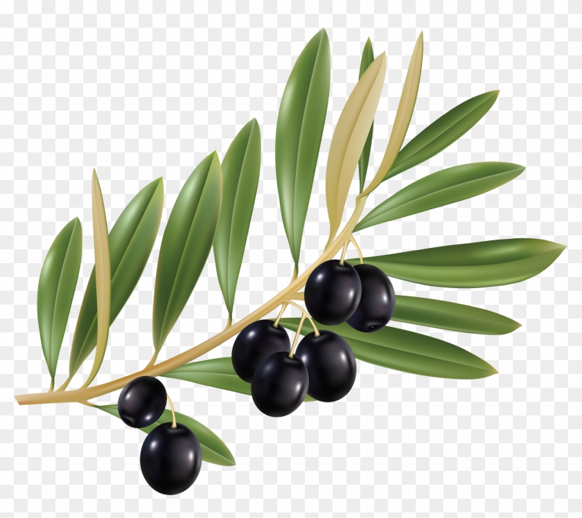 Transparent Background Olive Png Clipart
