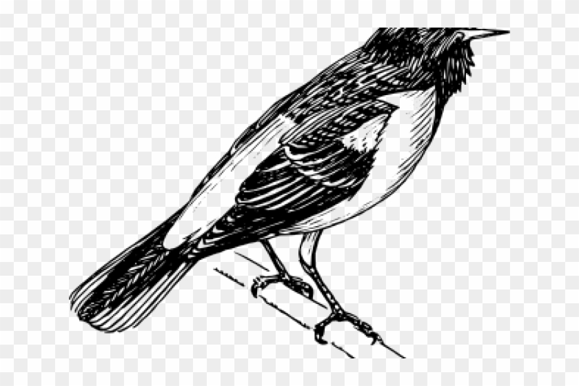 Mockingbird Clipart Common - Baltimore Oriole Png Transparent Png
