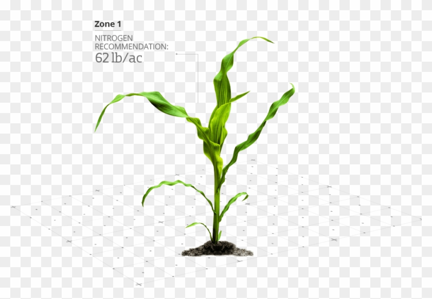 N-manager - Milho Planta Clipart