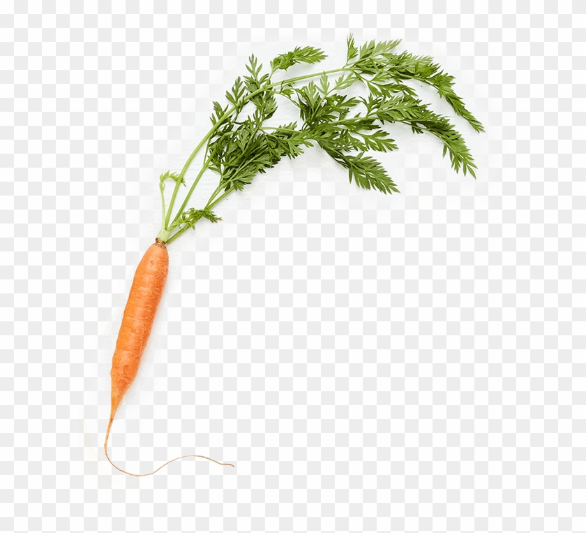 < 200 Calories - Baby Carrot Clipart #3026510