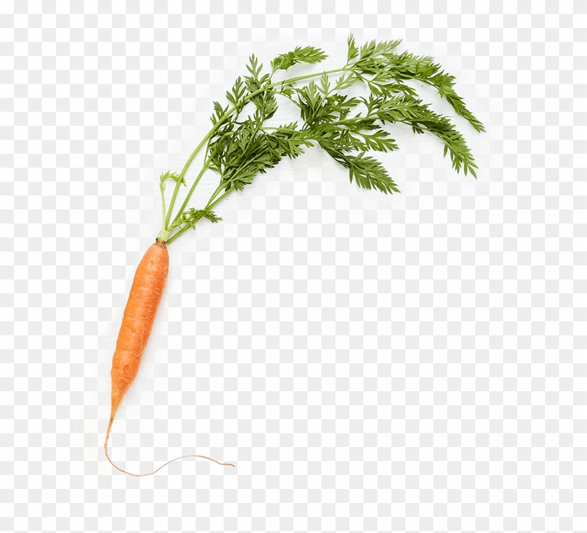< 200 Calories - Baby Carrot Clipart