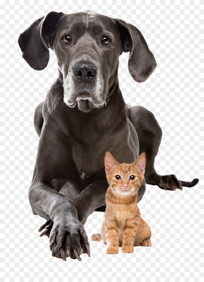 Dog And Cat Transparent Background - Animal Shelter Fundraiser Invitation Clipart