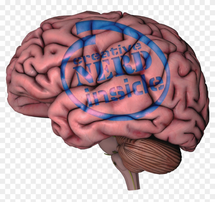 The Human Brain - Human Brain Without Labels Clipart #3027230