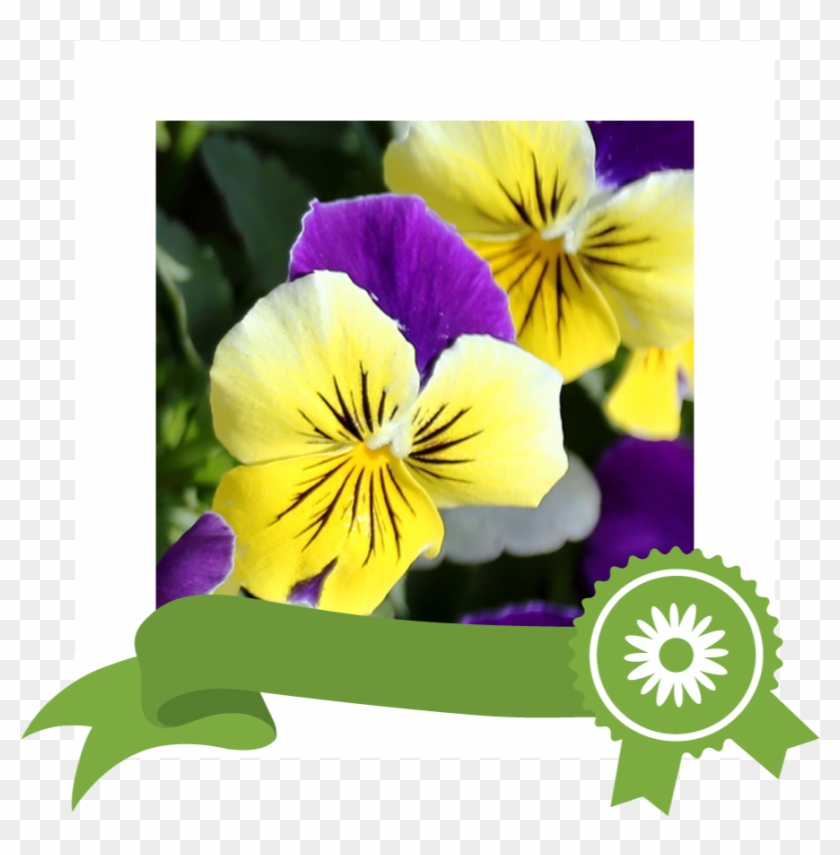 Edible - Viola Cornuta Helen Mount Clipart #3028447