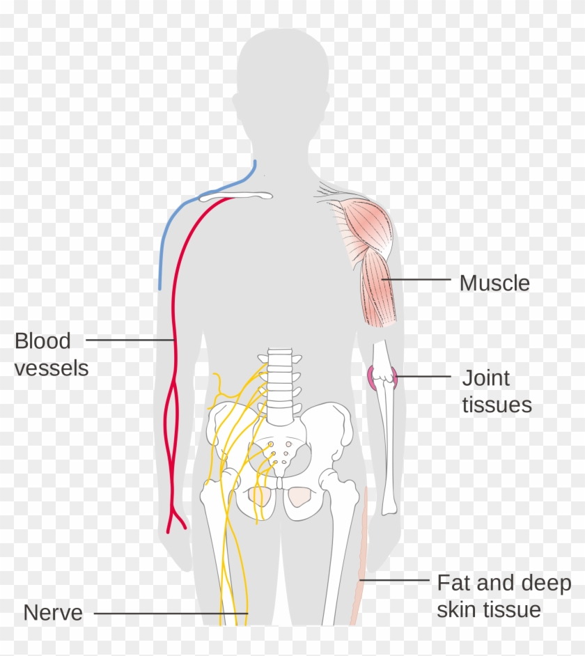 Soft Tissues In Human Body , Png Download Biology Diagrams