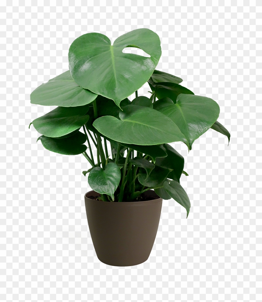 Monstera Deliciosa Small Clipart #3029258