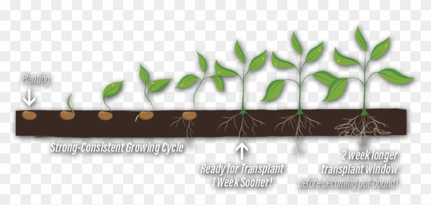 Potted Plants Clipart Growth Rate - Grass - Png Download