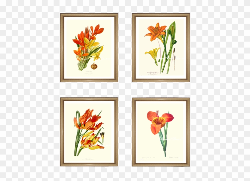 Tulip Clipart #3033571