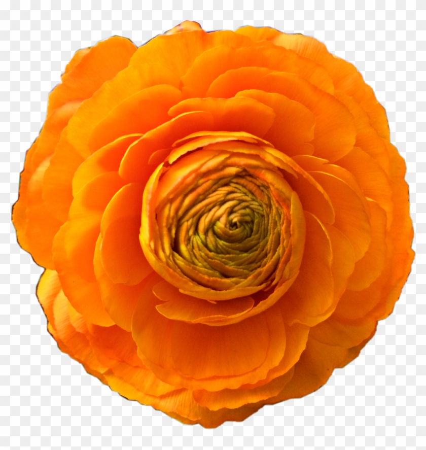 Freetoedit Orangeflower Orange Flower Beautiful Freetoe - Garden Roses Clipart