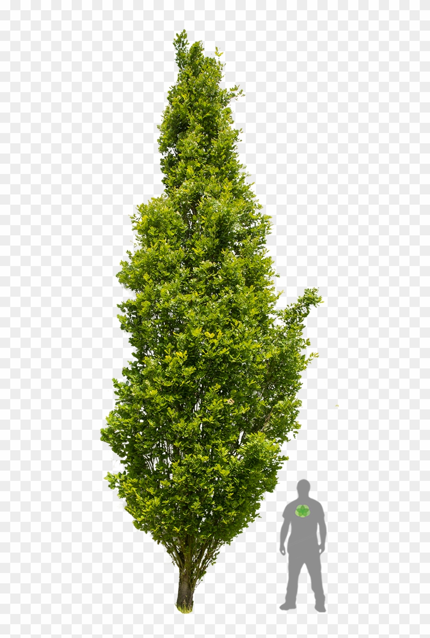 Old Trees - Quercus Robur 3d Model Clipart #3034040