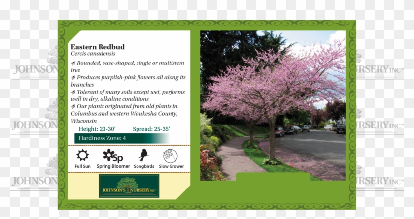 Drawing Spring Redbud Tree - Seven Son Flower Fall Color Clipart