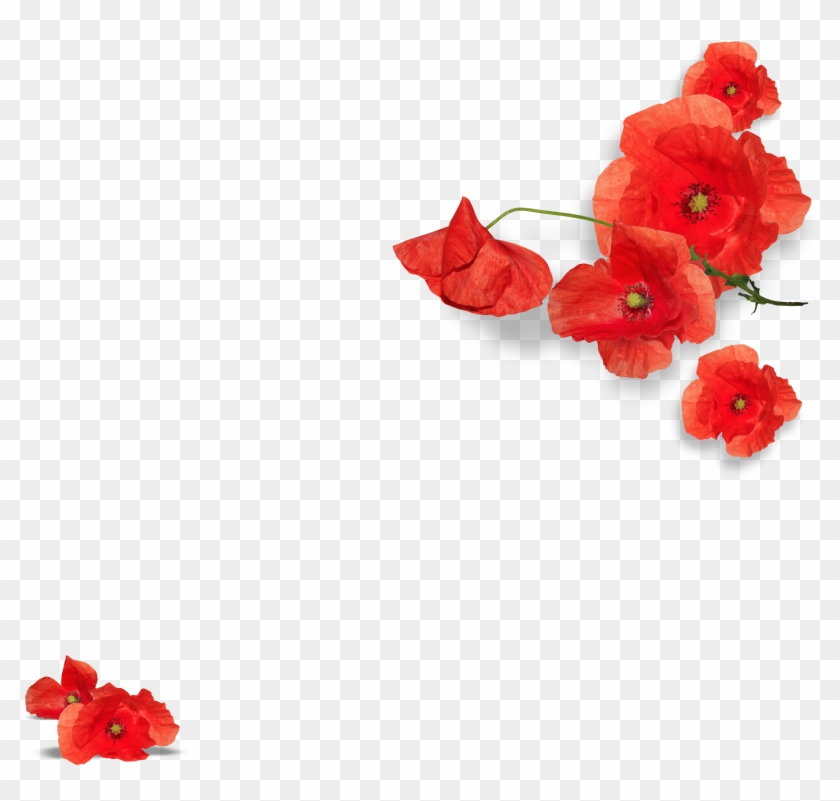 Natali Cal2013 07a - Bougainvillea Clipart