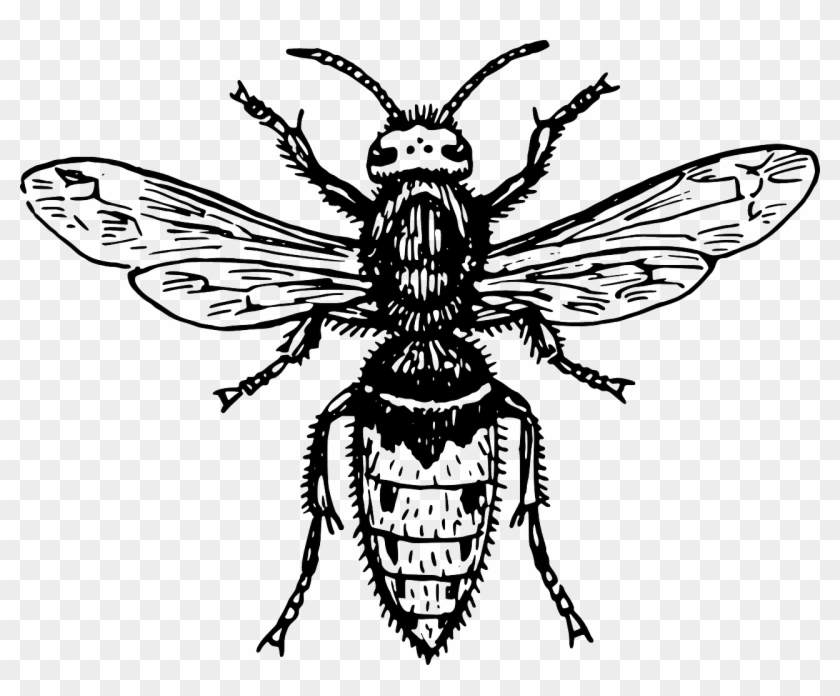 Hornet Bee Wasp Animal Biology Png Image - Fly Clipart Black And White Transparent Png #3035184