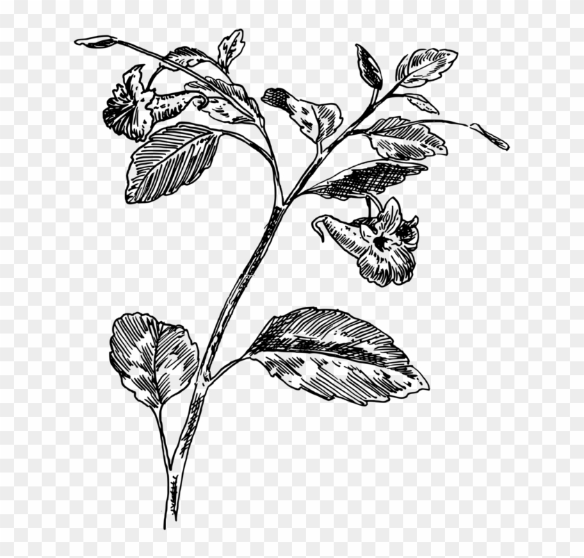 Drawing Computer Icons Medicinal Plants Herb - Plant Foliage Drawings Transparent Clipart #3035438