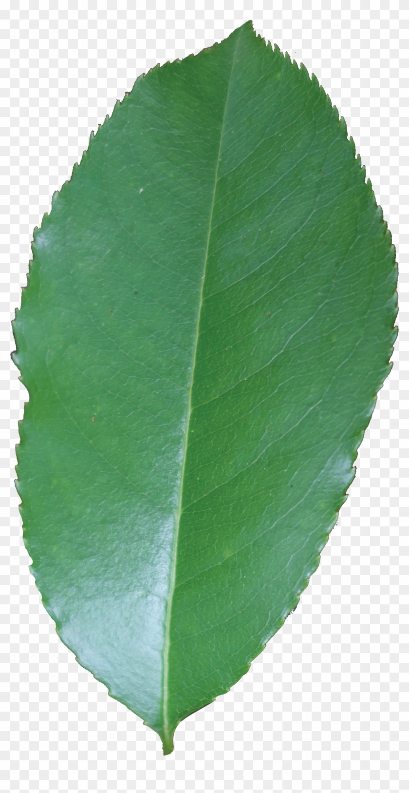 Simple - Canoe Birch Clipart