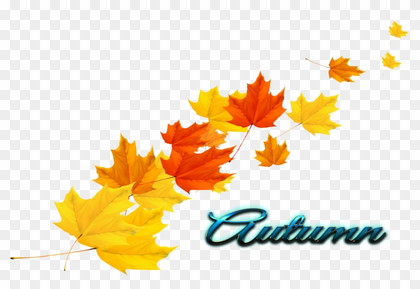 Transparent Autumn Leaves - Transparent Autumn Leaves Vector Clipart #3037309