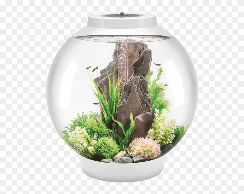 Combining The Classic Look Of A Fish Bowl With Modern - Biorb Classic 60 Clipart #3038378