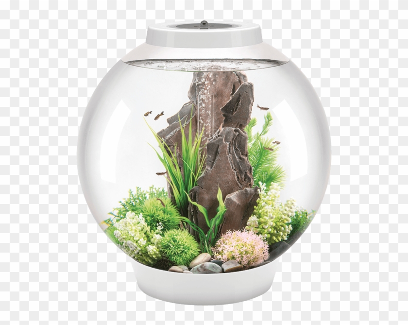 Combining The Classic Look Of A Fish Bowl With Modern - Biorb Classic 60 Clipart