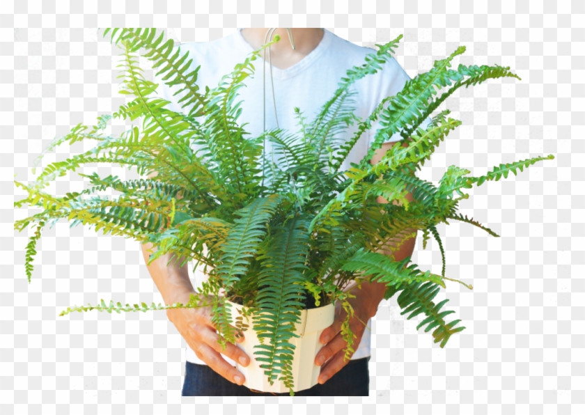 Ostrich Fern , Png Download Clipart #3042809
