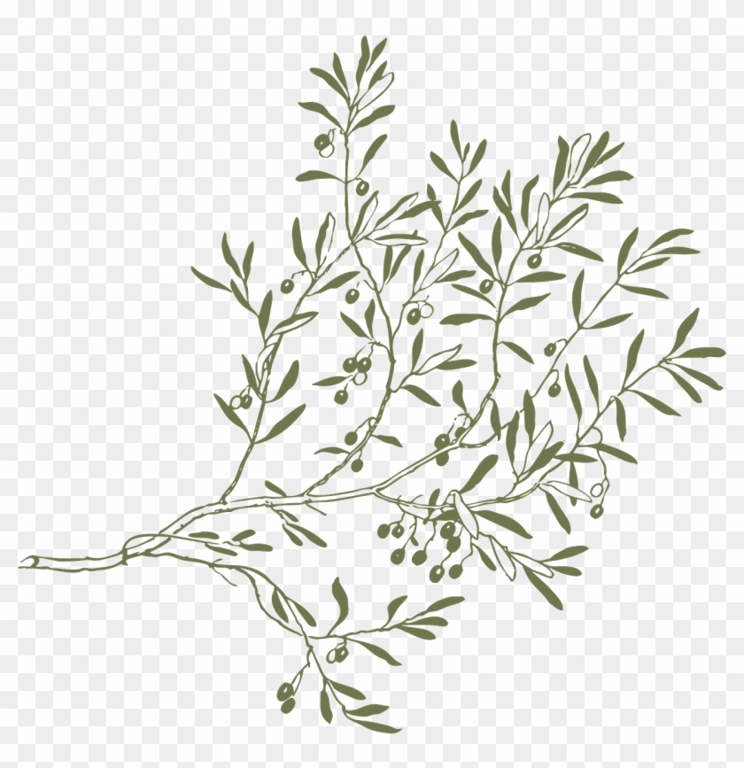 Branch Olive Leaves Twigs Green Png Image - Olive Branch Border Clip Art Transparent Png #3043069