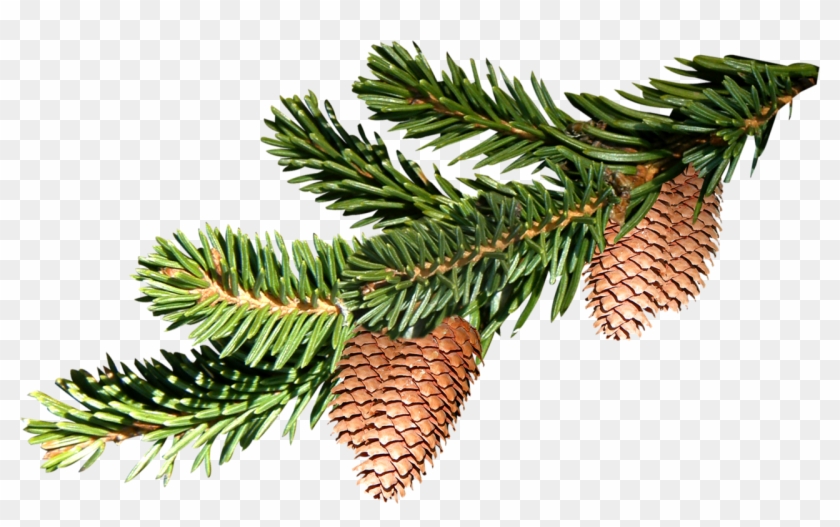 Spruce Twigs Branche De Sapin Dessin Clipart Pikpng