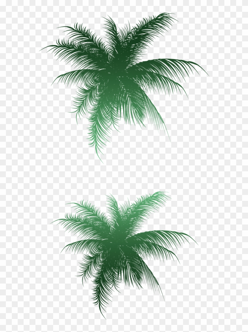 Pe De Coco Desenho Png - Vector Clipart