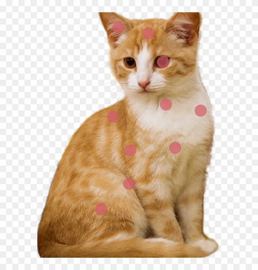 Cat Photo - Sitting Cat Png Clipart #3047292