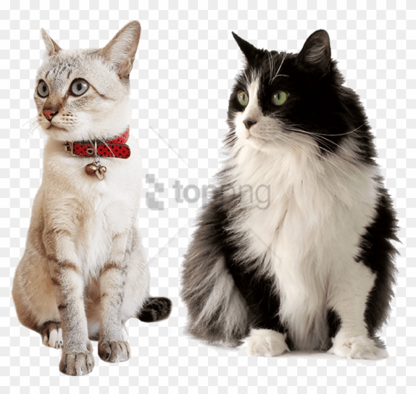 Free Png Cat Care Services In Illinois Png Image With - Comida Gato Sabor E Vida Clipart
