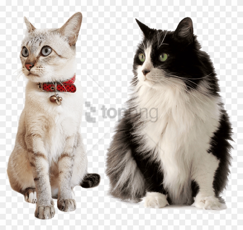 Free Png Cat Care Services In Illinois Png Image With - Comida Gato Sabor E Vida Clipart #3047340