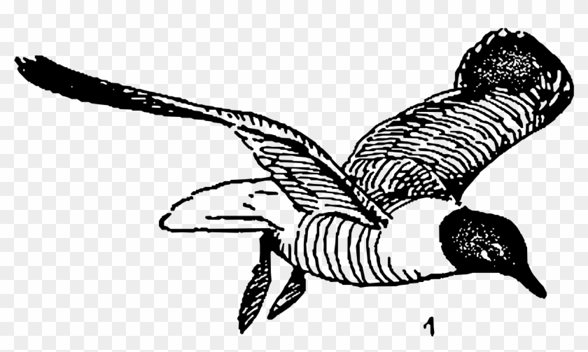 This Free Icons Png Design Of Laughing Gulls - Gulls Clipart