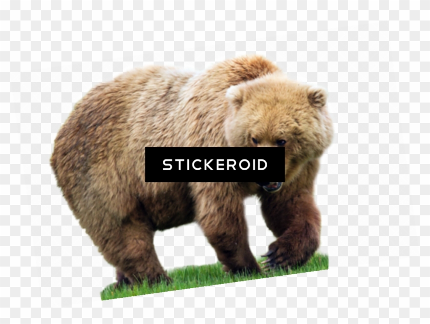 Hershey Bears Logo Clipart #3048379