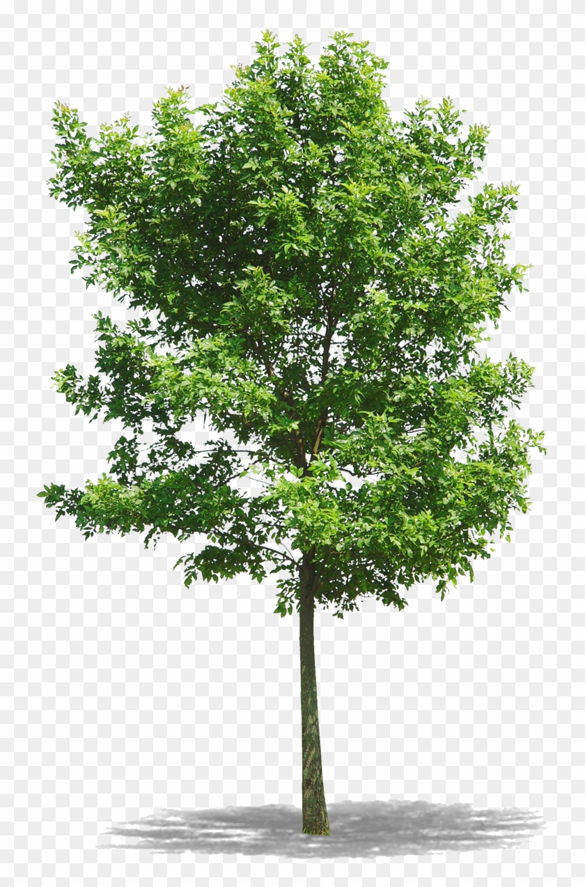 Png Arbres , Png Download Clipart