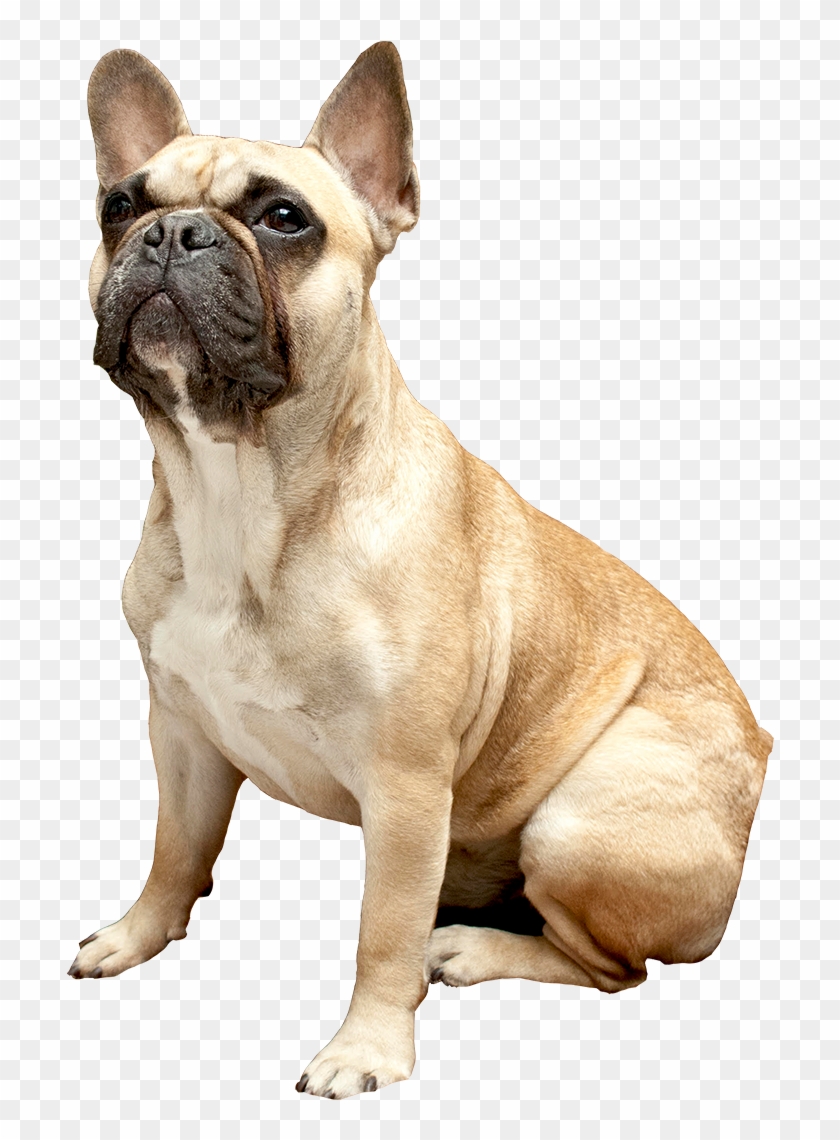 French Bulldog Png - Bulldog Francés Mascara Negra Clipart #3049574