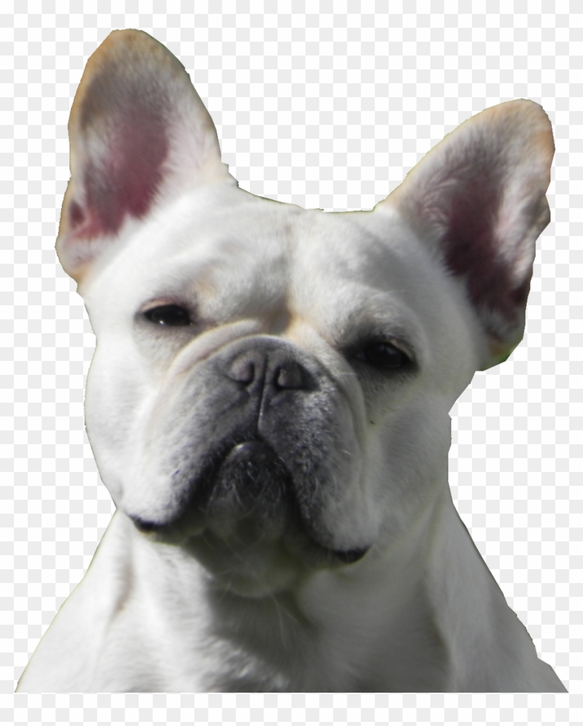 Centurion French Bulldog Puppies - French Bulldog Clipart #3049619