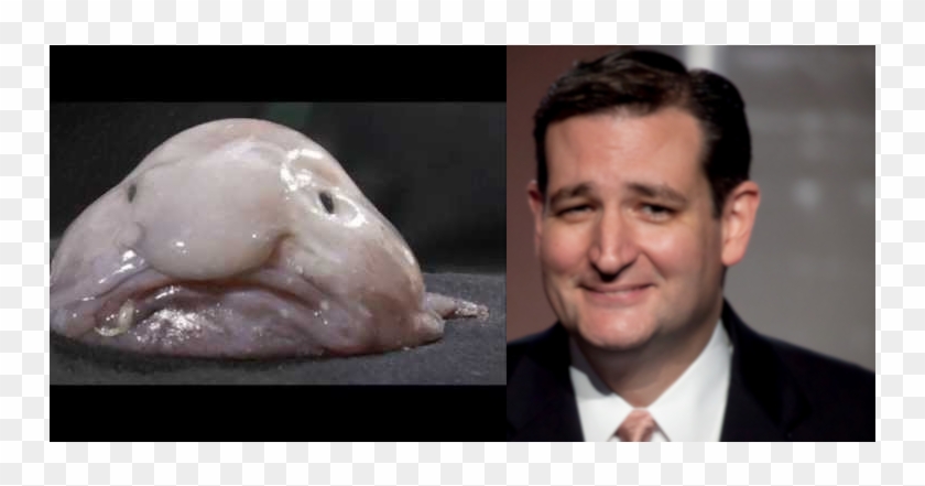 Chapotraphouse - Blob Fish Clipart #3051411