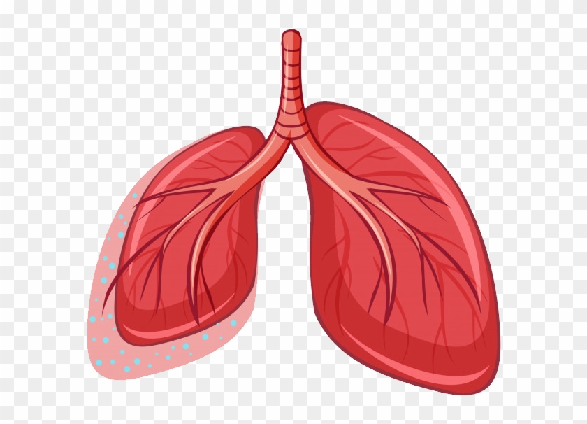 Lungs Vector Png Clipart #3052054