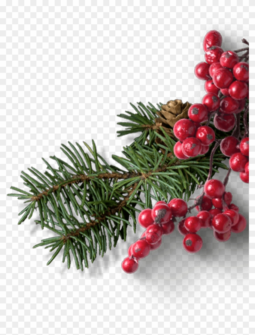 Pine Cranberries 2@2x - Christmas Tree Clipart