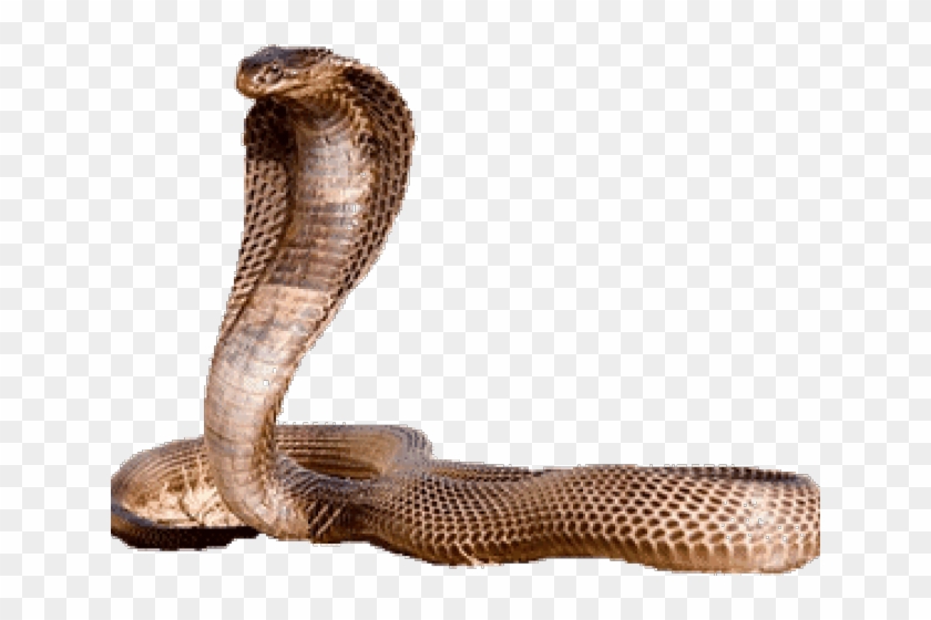 King Cobra Clipart Egyptian Cobra - Cleopatra Cobra - Png Download #3055922